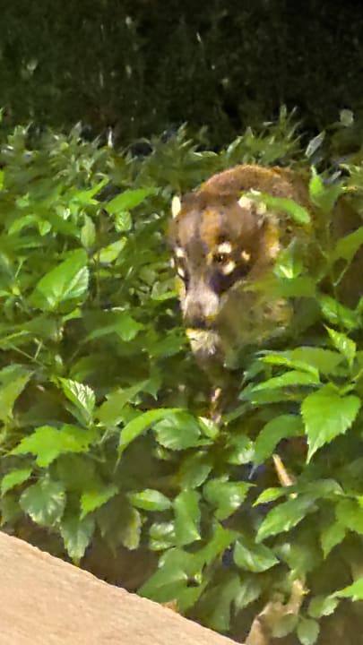 Außenansicht Catalonia Playa Maroma