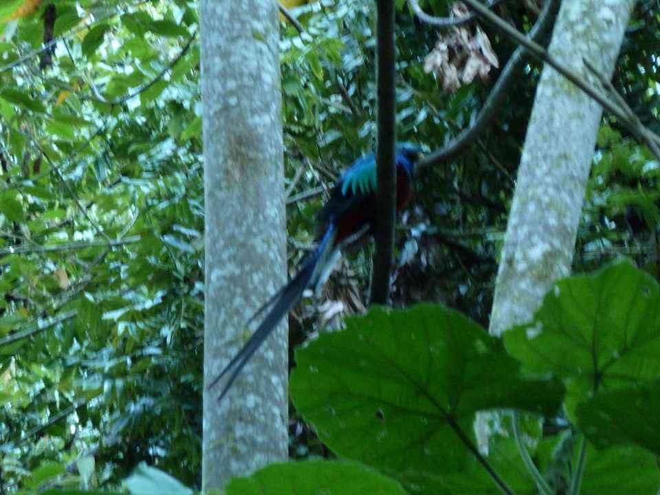 Quezal  Savegre Mountain Lodge