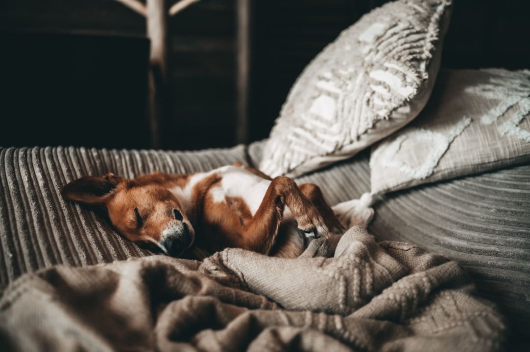 Sonstiges Jufenalm BOHO Hotel & Restaurant