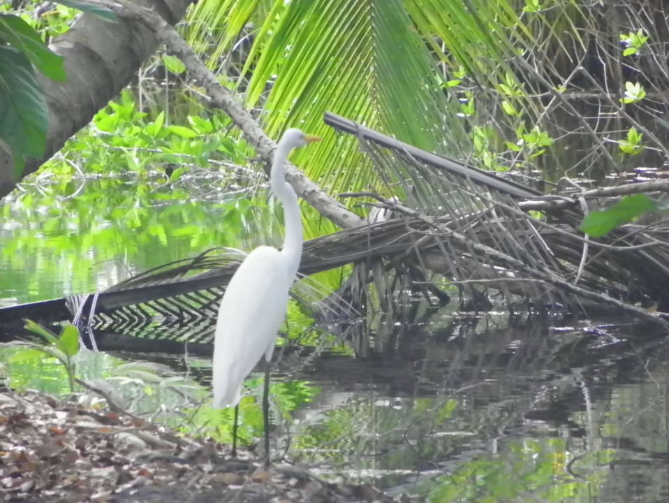 Czapla Wyndham Alltra Samana