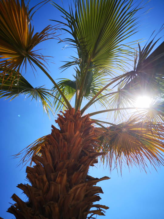 Garten Lotus Bay Beach Resort