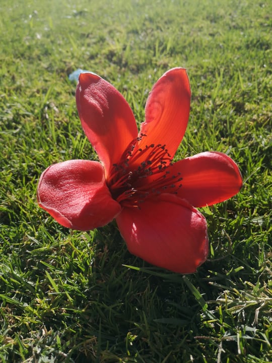 Gartenanlage Lotus Bay Beach Resort