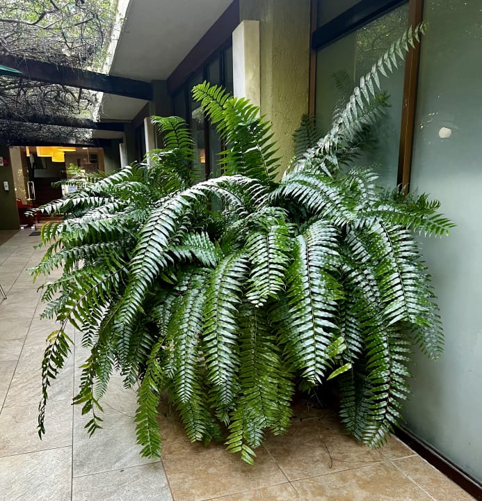 Lobby Hotel Suites Colonial