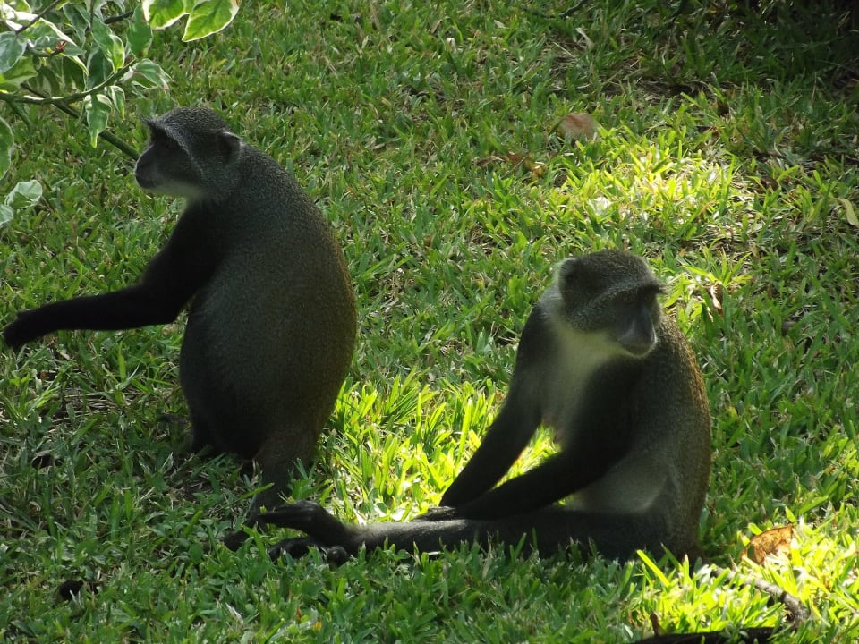Äffchen, vorsichtig sein, aber sie sind süß! Baobab Beach Resort & Spa
