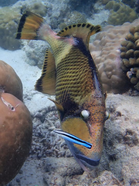 Sport & Freizeit NH Collection Maldives Reethi Resort