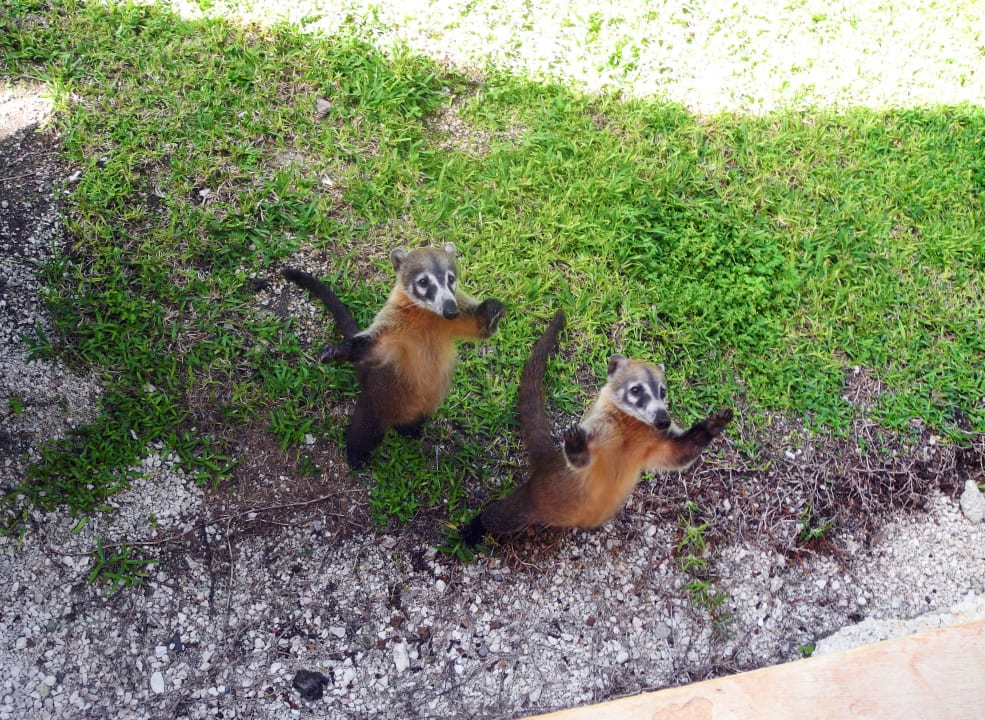 Nasenbären betteln um Futter Grand Palladium Select White Sand Resort & Spa