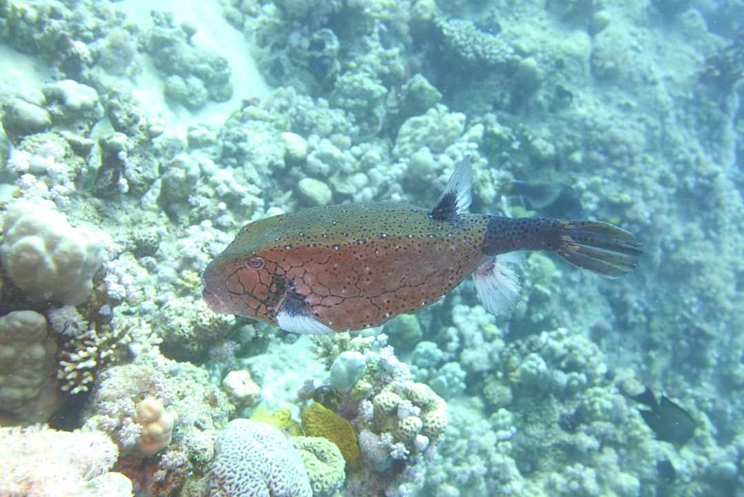 Sport & Freizeit Grand Waterworld Makadi & Family Star Makadi