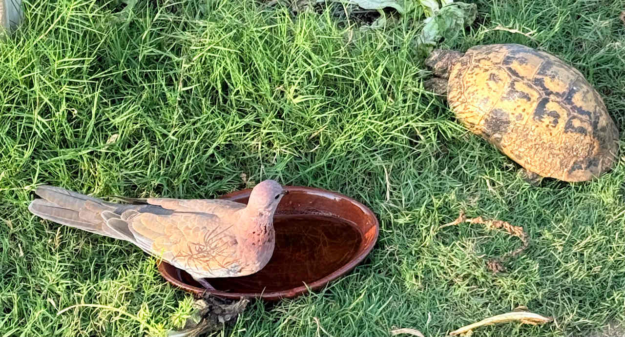 Gartenanlage Steigenberger Coraya Beach - Adults only