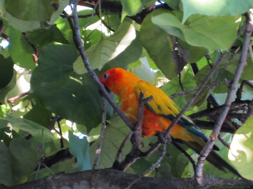 Kurzausflug ins Grüne NH Collection Maldives Reethi Resort