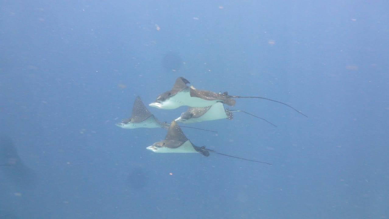 Strand Adaaran Select Meedhupparu Island Resort - Premium All Inclusive