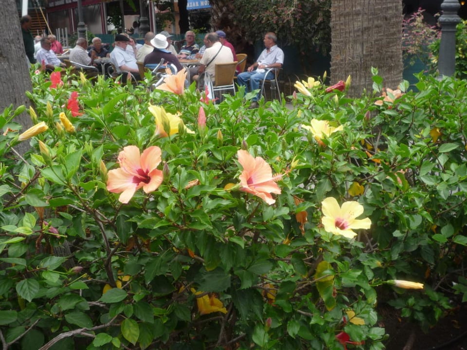 Hibiskus in allen Farben und Formen Tabaiba Princess