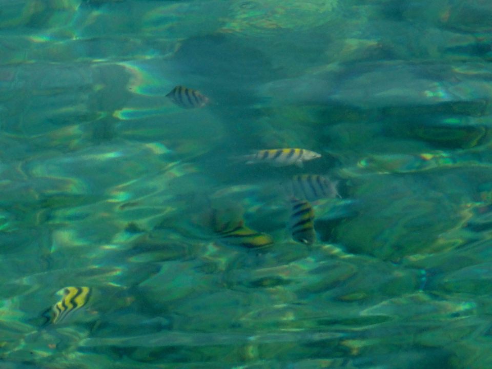 Fische aller Art Grand Muthu Club Caribbean Runaway Bay