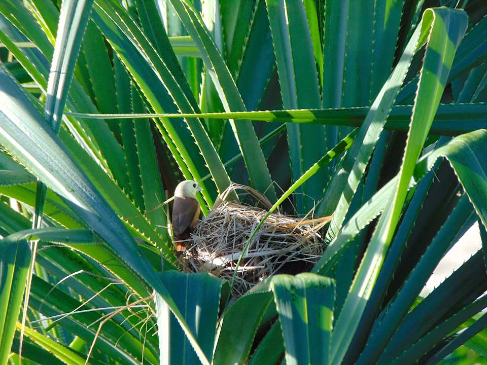 Gartenanlage Amber Lombok Beach Resort