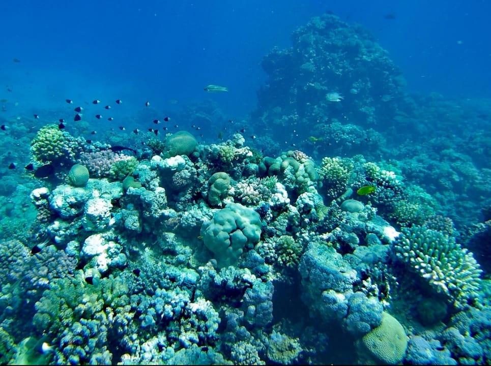 Strand Makadi Spa - Adults only