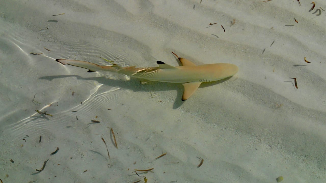 Strand Sun Siyam Olhuveli
