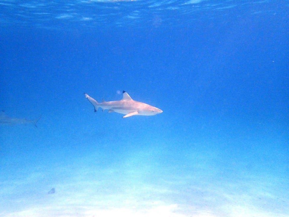 Schwarzspitzenriffhaie in der Lagune Kuramathi Maldives