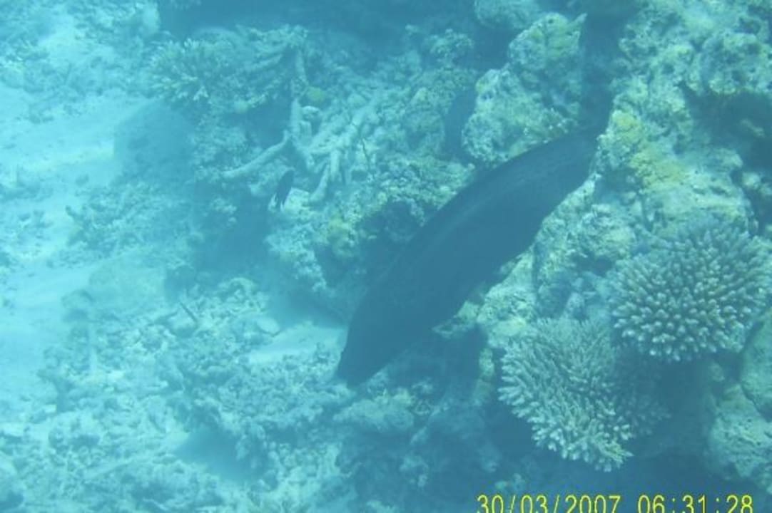 Muräne Eri Maldives