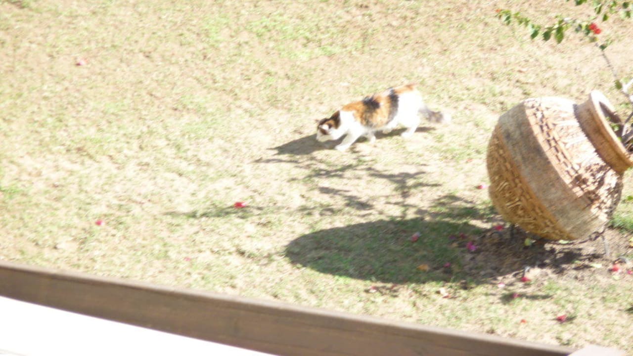 Eine von vielen Katzen im Miracle Hotel Miracle Resort