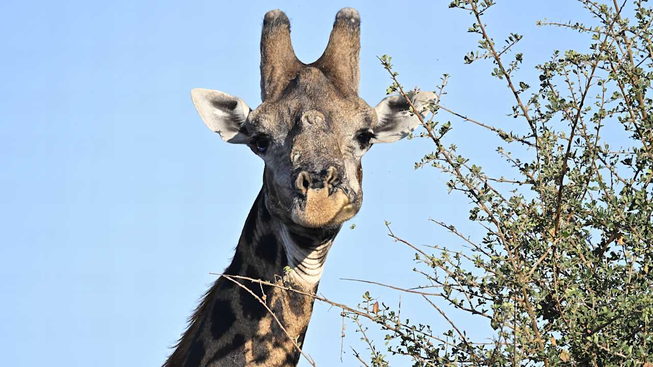 Sport & Freizeit Motswari Private Game Reserve & Geiger's Camp