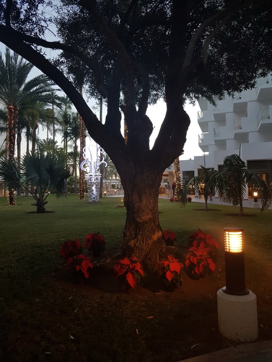 Gartenanlage Hotel Riu Papayas