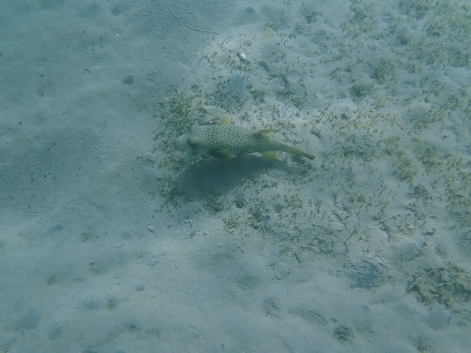 Strand Steigenberger Coraya Beach - Adults only