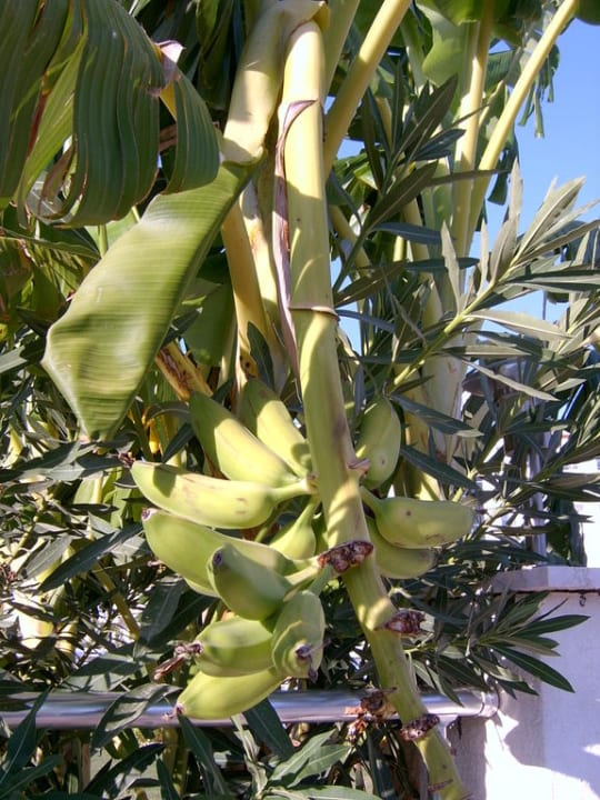 Bananenstauden im Garten Hotel Sidekum