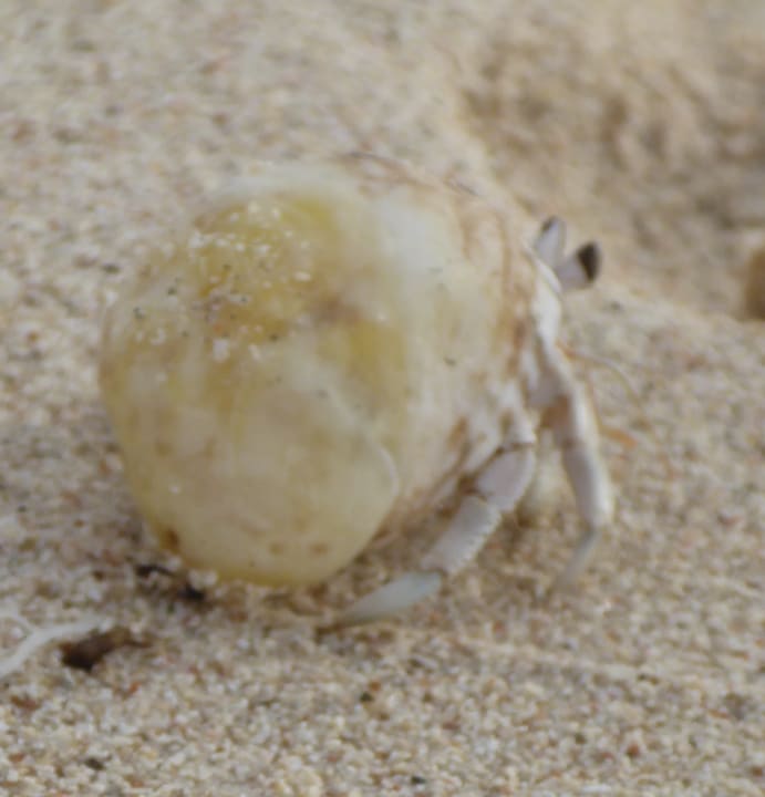 Strand Hotel Gorgonia Beach Resort