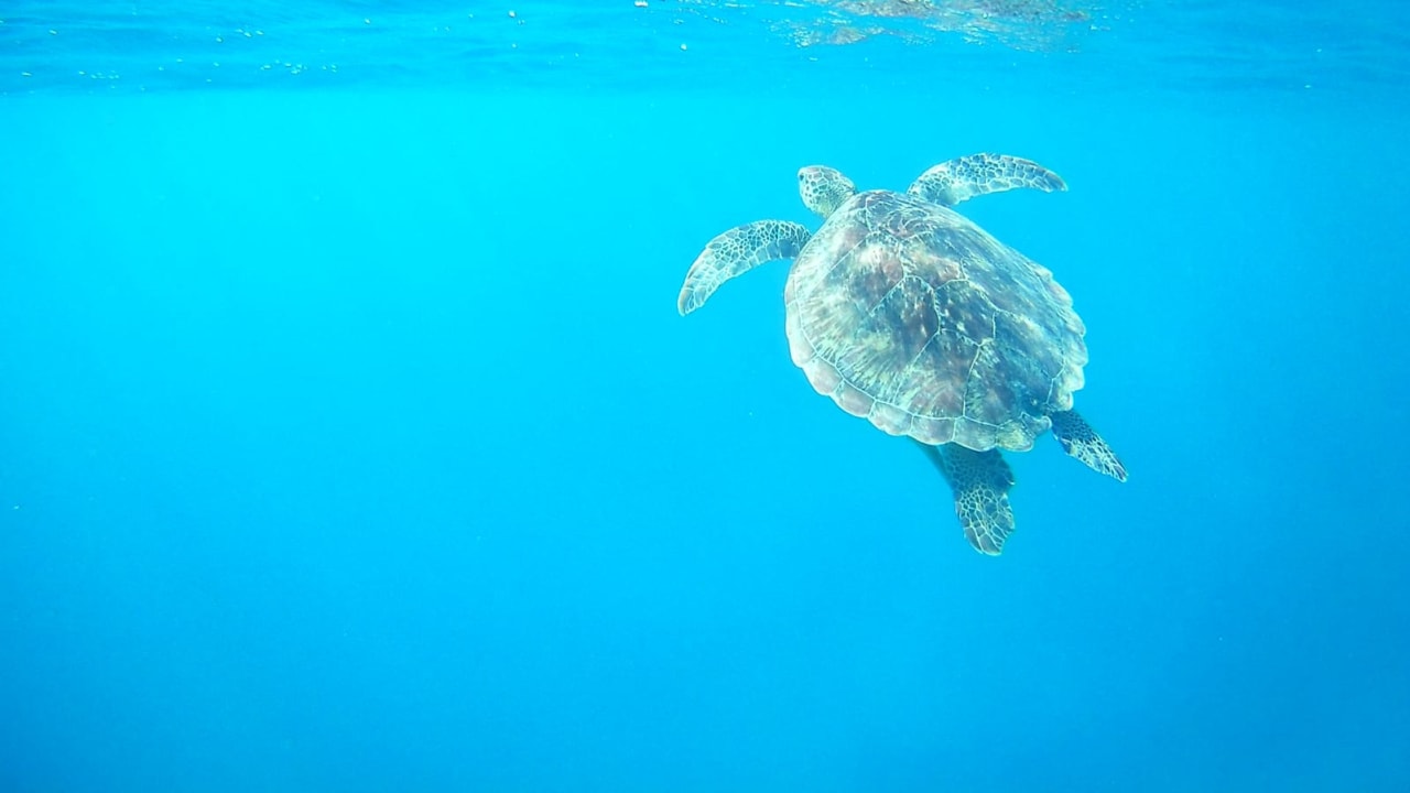 Strand Steigenberger Coraya Beach - Adults only