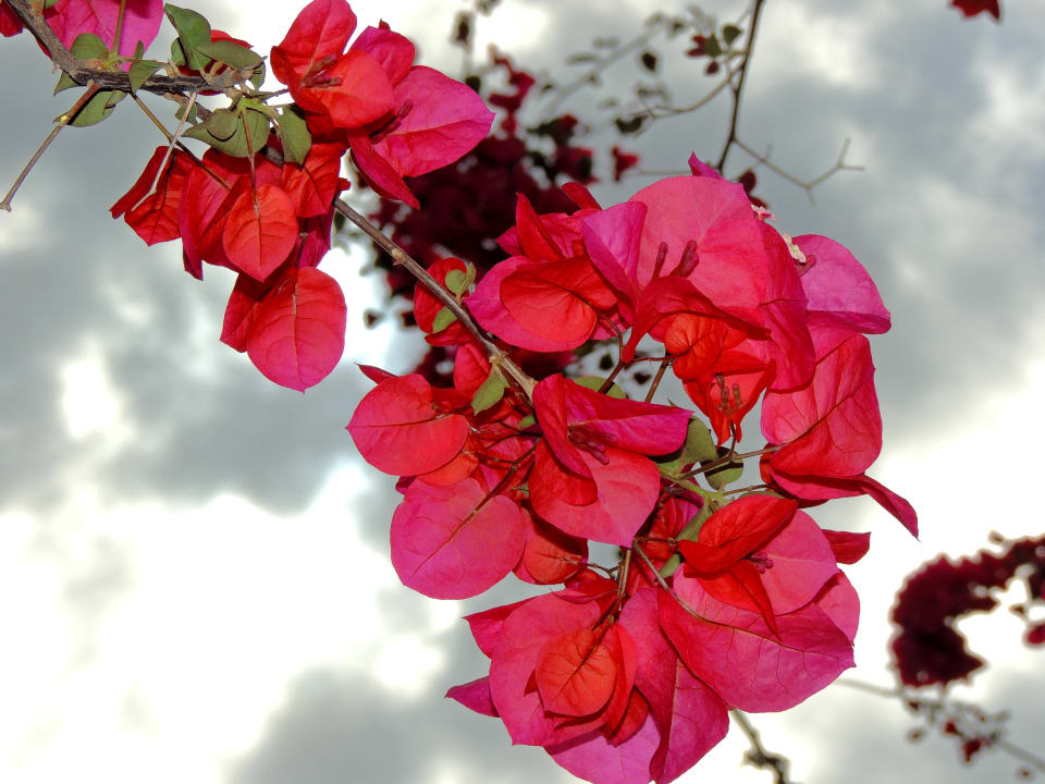 Ausblick Hotel Terme Royal Palm