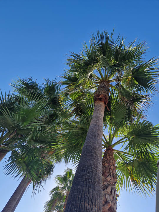 Gartenanlage Hotel Riu Chiclana