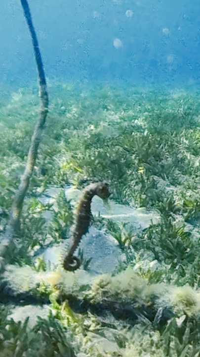 Sonstiges Cleopatra Luxury Resort Makadi Bay