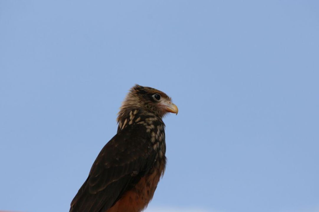 Raubvogel Parador Resort & Spa