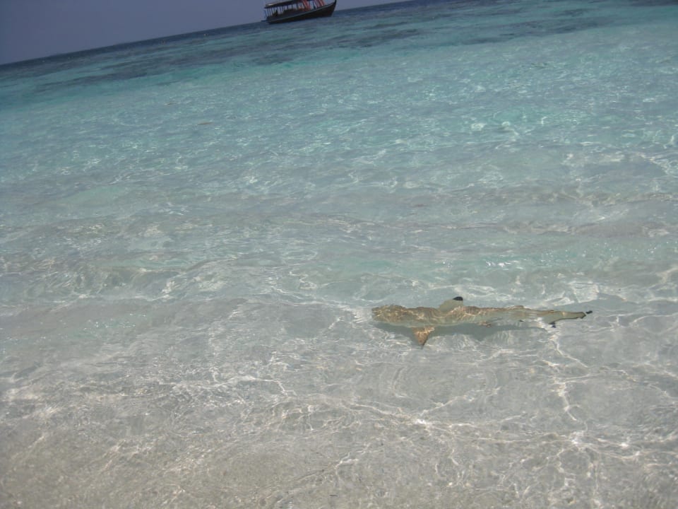 Strand mit Riffhai Bandos Maldives