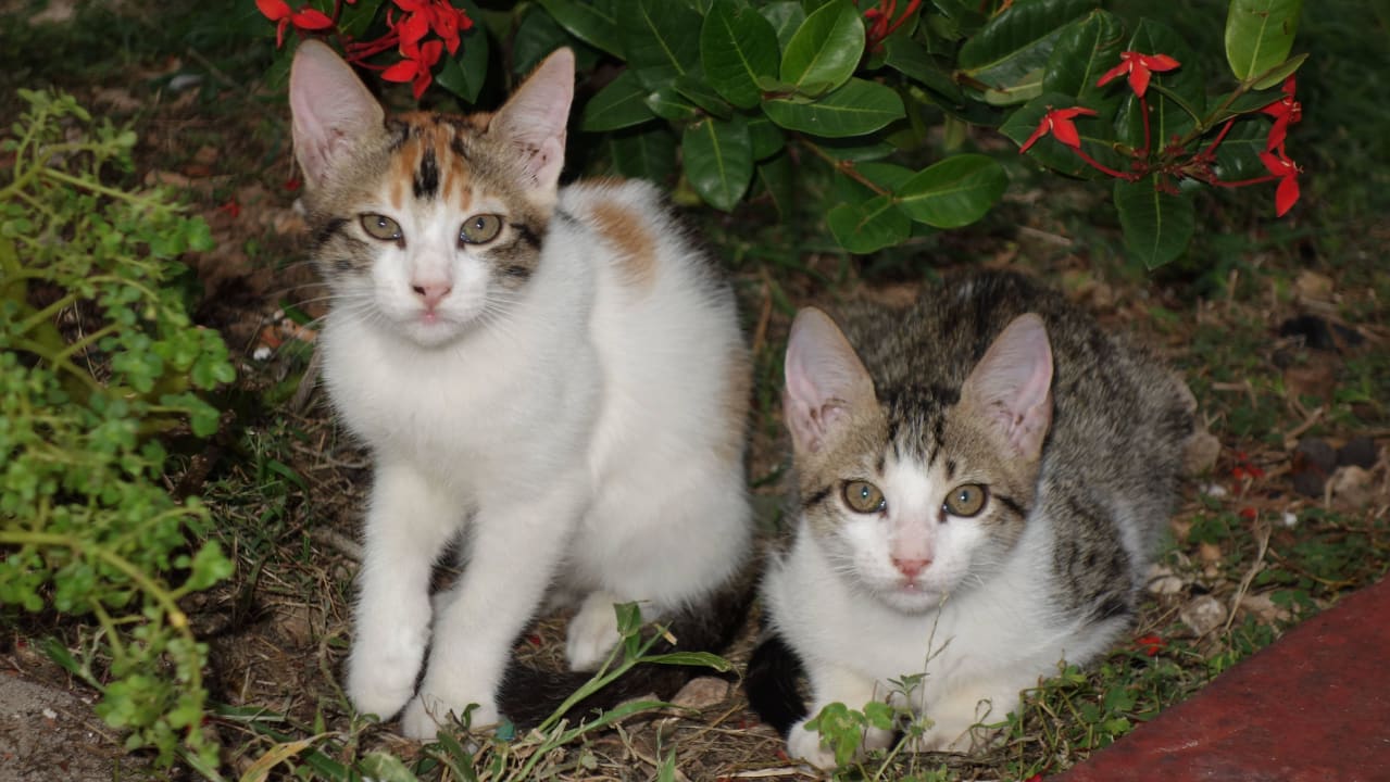 Stammgäste Starfish Cuatro Palmas