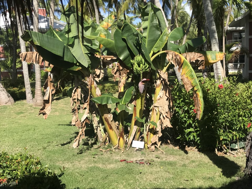 Außenansicht Grand Palladium Punta Cana Resort & Spa