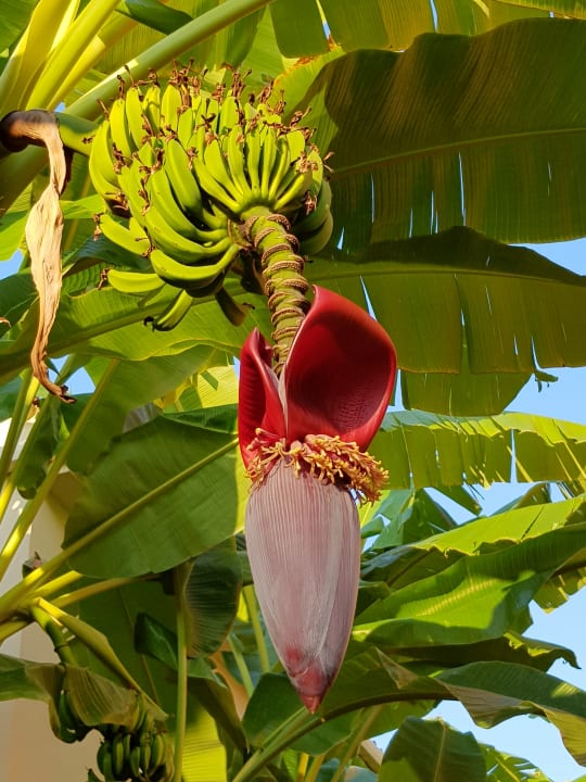 Gartenanlage Limak Limra Hotel & Resort