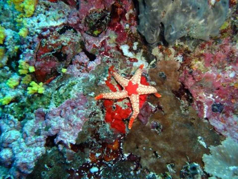 Unterwasser - Bootstauchgang NH Collection Maldives Reethi Resort