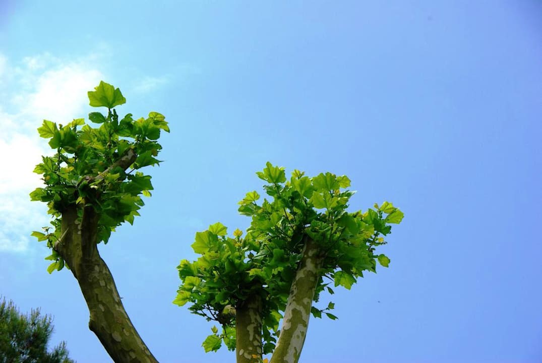 Vom Garten aus Villa Erica