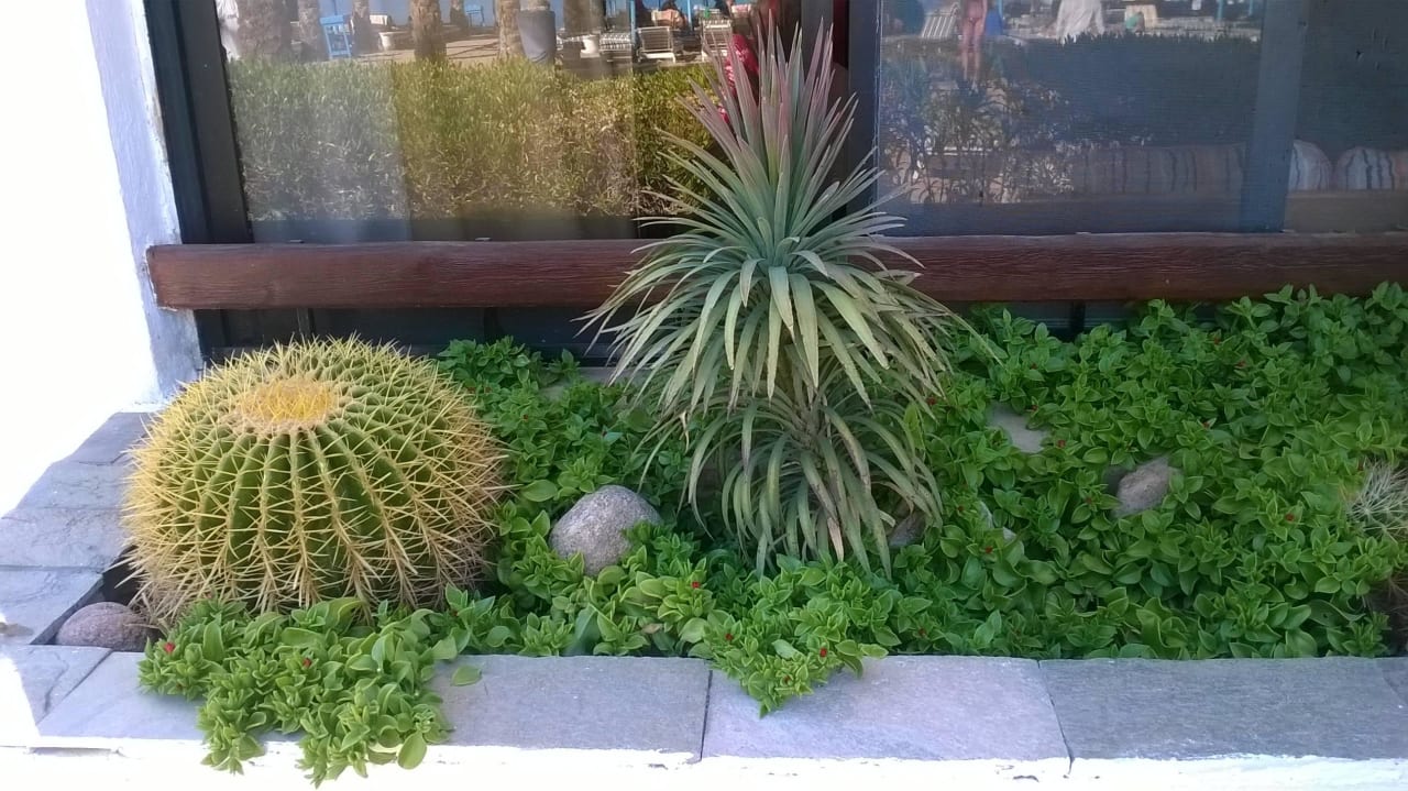 Озеленение террасы - кактус! Marlin Inn Azur Resort