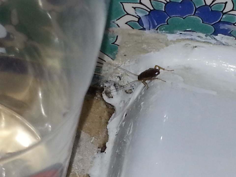 Badezimmergast Kakalake Mahdia Beach & Aquapark