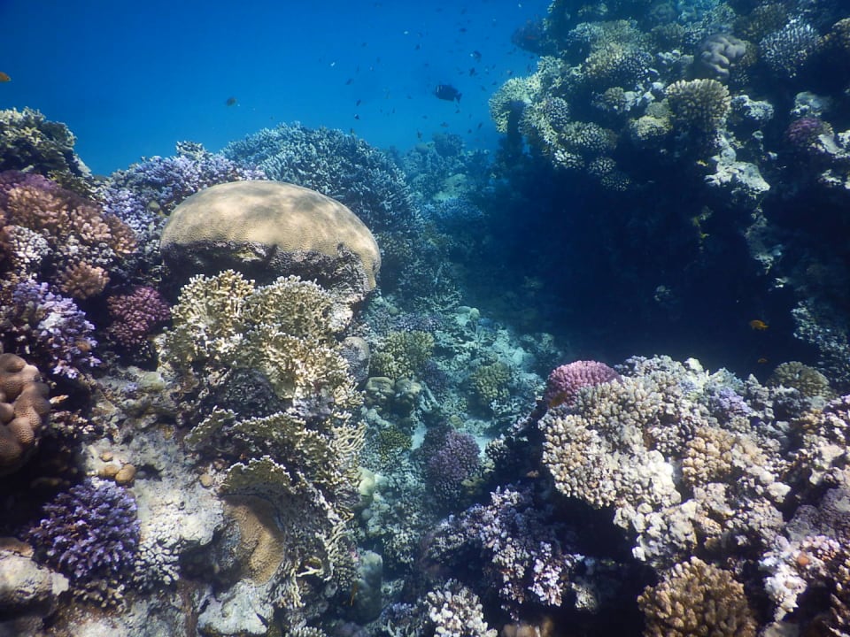 Sonstiges Makadi Spa - Adults only