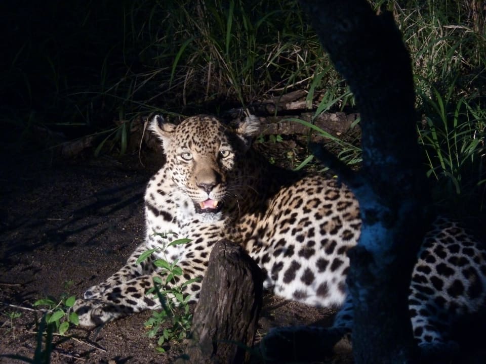 Safari Sabi Sabi Bush Lodge