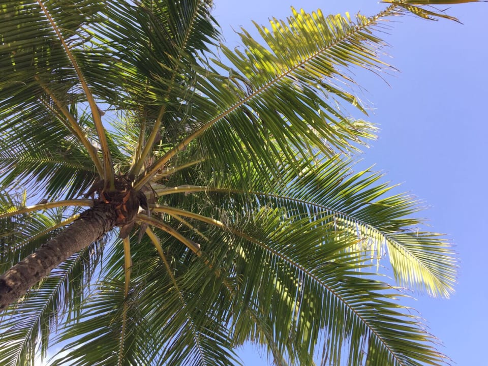 Unter den Palmen direkt vor unserem Bungalow Kuredu Island Resort & Spa