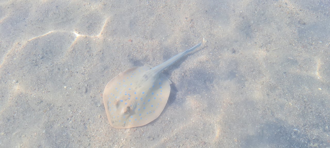 Strand Makadi Spa - Adults only