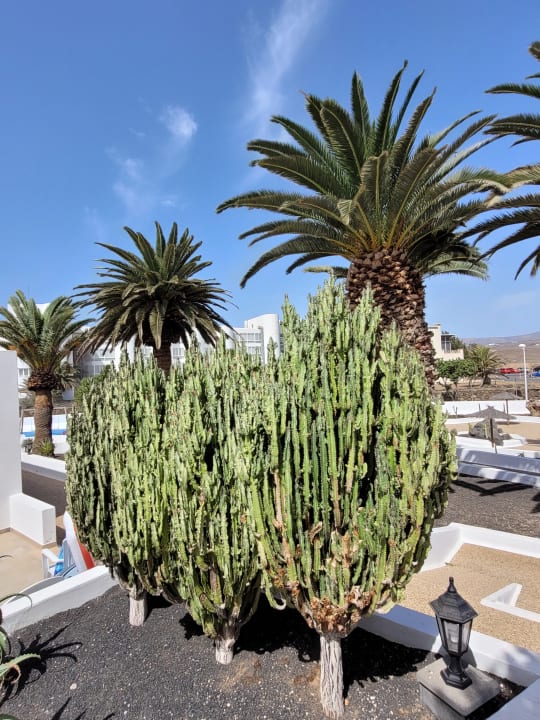 Gartenanlage Hotel Floresta