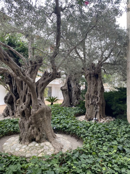 Gartenanlage Alcudia Garden Aparthotel