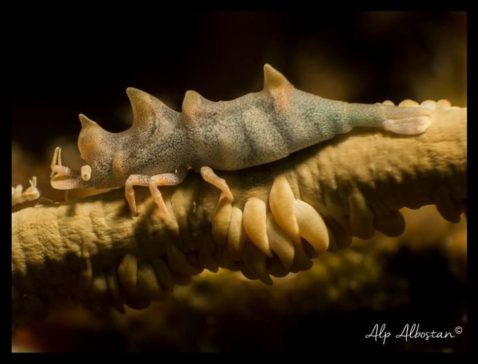 Top Artenvielfalt. Macro, Muck, Weitwinkelparadies Buceo Anilao Beach & Dive Resort