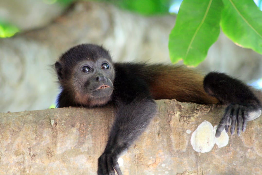 Sonstiges Capitán Suizo Beachfront Boutique Hotel