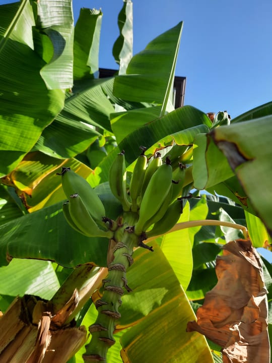 Gartenanlage Sunis Elita Beach Resort & Spa