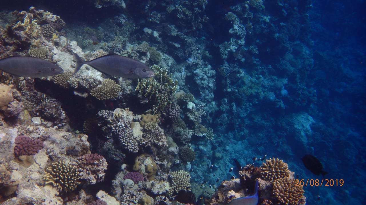 Sport & Freizeit Three Corners Sea Beach Resort